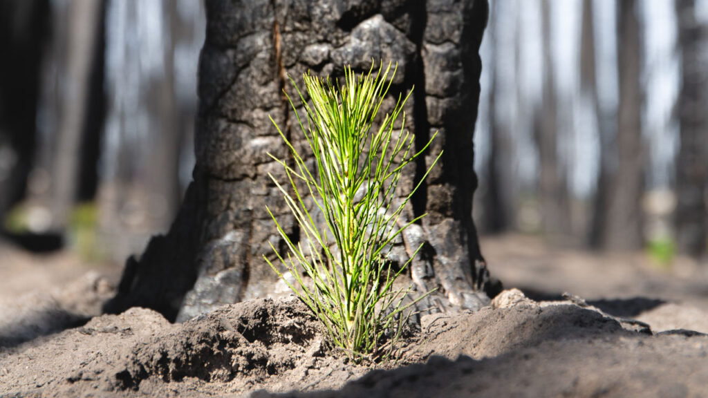 one tree planted csr partner image titel