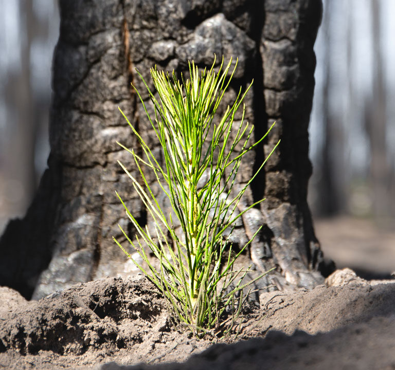 one tree planted csr partner image titel